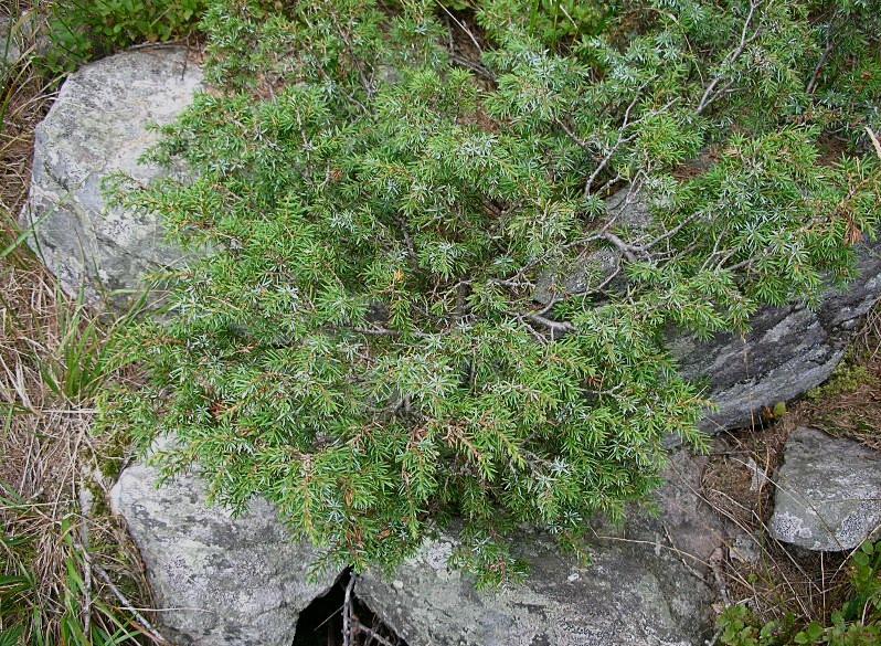Juniperus communis (=Juniperus nana) / Ginepro nano